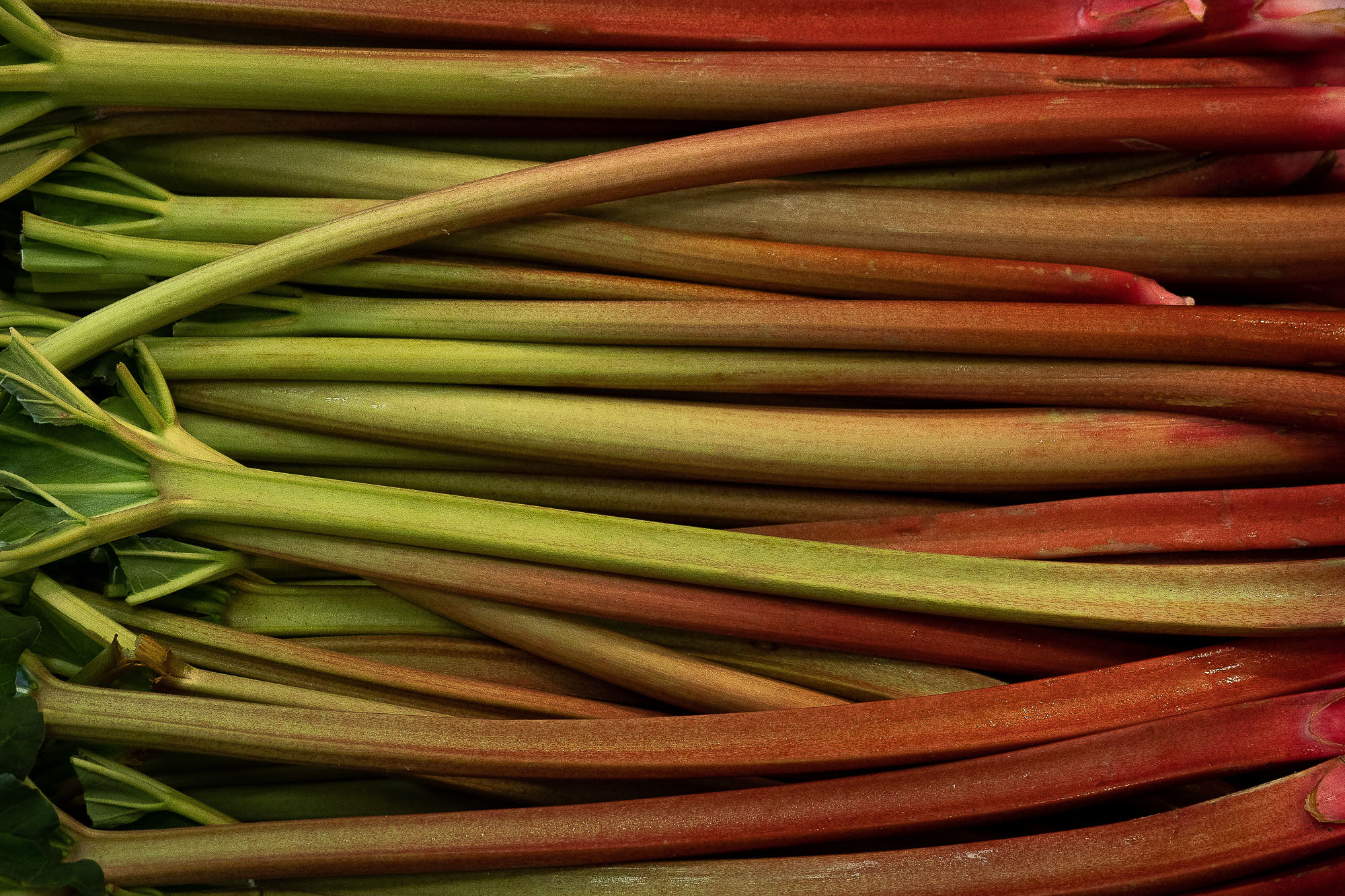 RUIBARDOS Ruibardos verdes y rojos. Primer plano