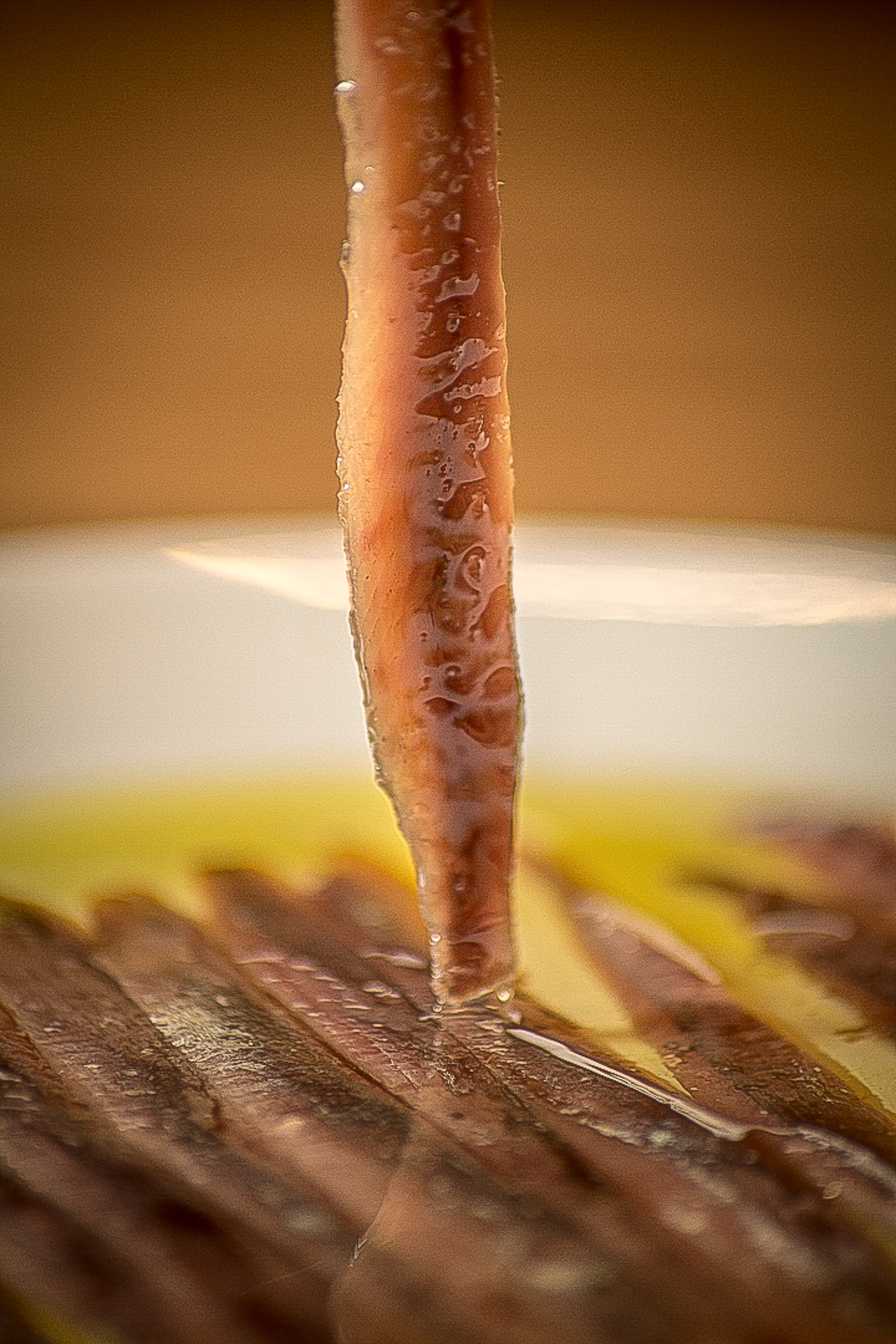 ANCHOAS en aceite Anchoa. Plano detalle